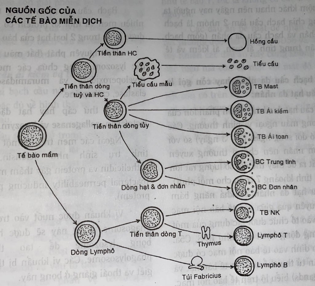 Nguồn gốc các tế bào tham gia trong đáp ứng miễn dịch Bác sĩ gia đình