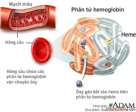 hồng cầu và phân tử hemoglobin