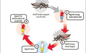 SỐT XUẤT HUYẾT LÂY QUA ĐƯỜNG NÀO – bí quyết phòng tránh