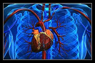 TIM TO TỪNG PHẦN