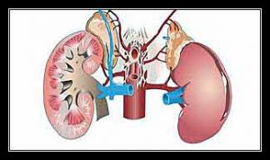 viêm thận kẽ cấp