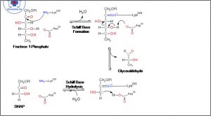 cấu trúc hóa học ALDOLASE
