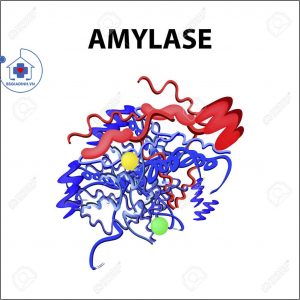 cấu trúc AMYLASE