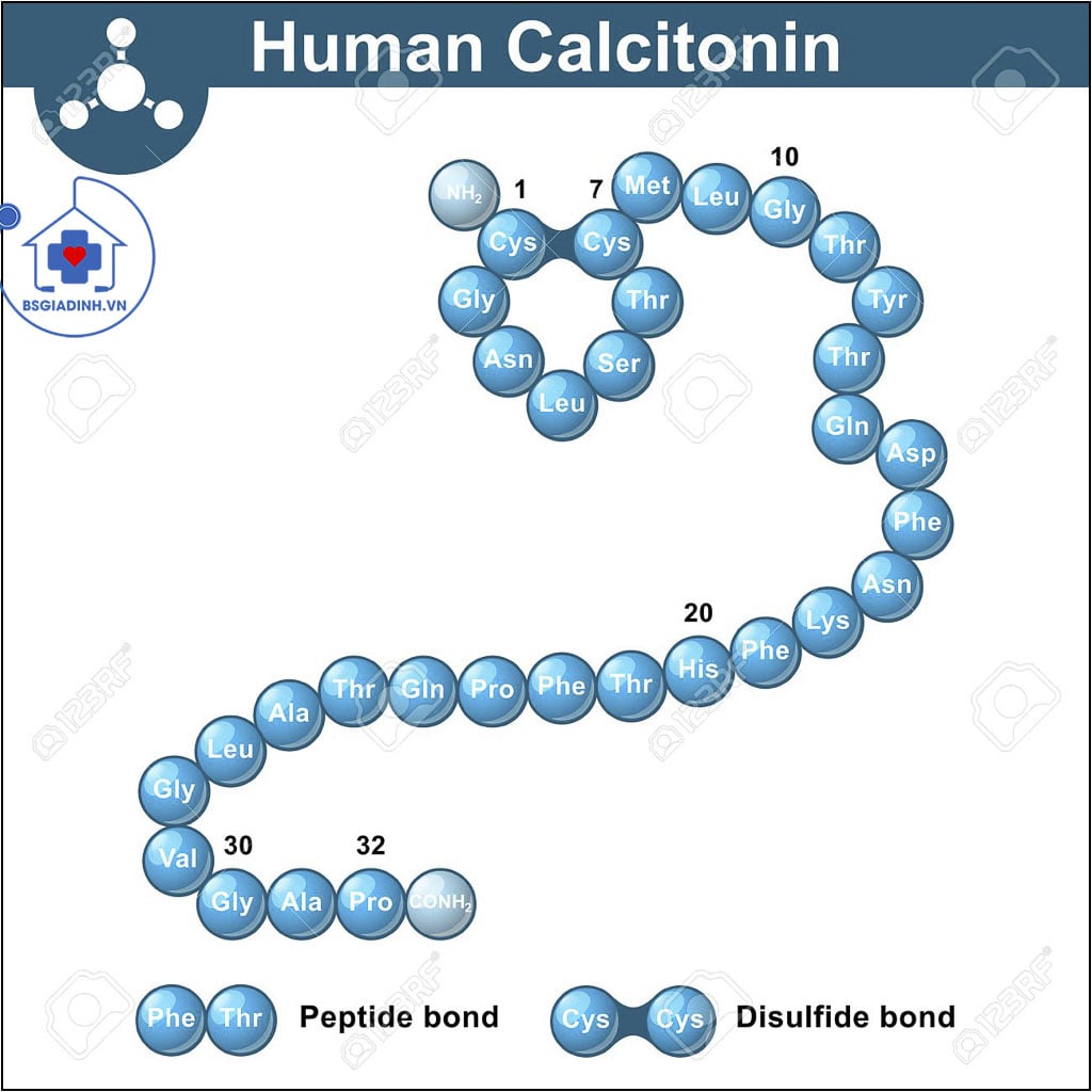 cấu trúc CALCITONIN