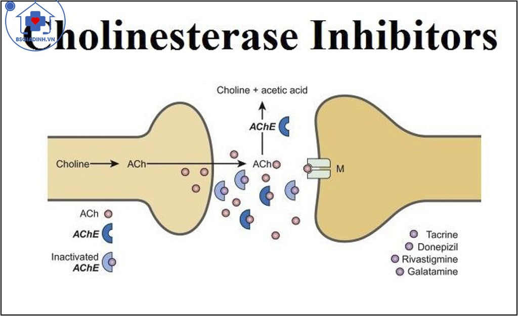 Cholinesterase