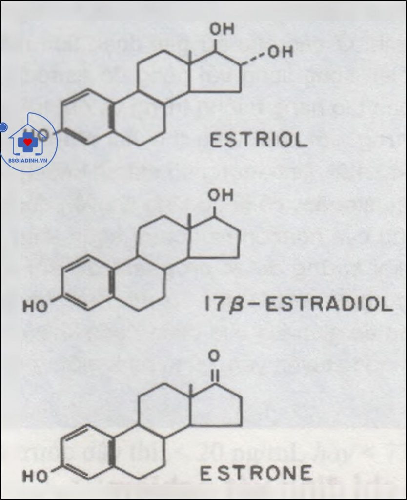 Công thức của estriol, estradiol và estron 