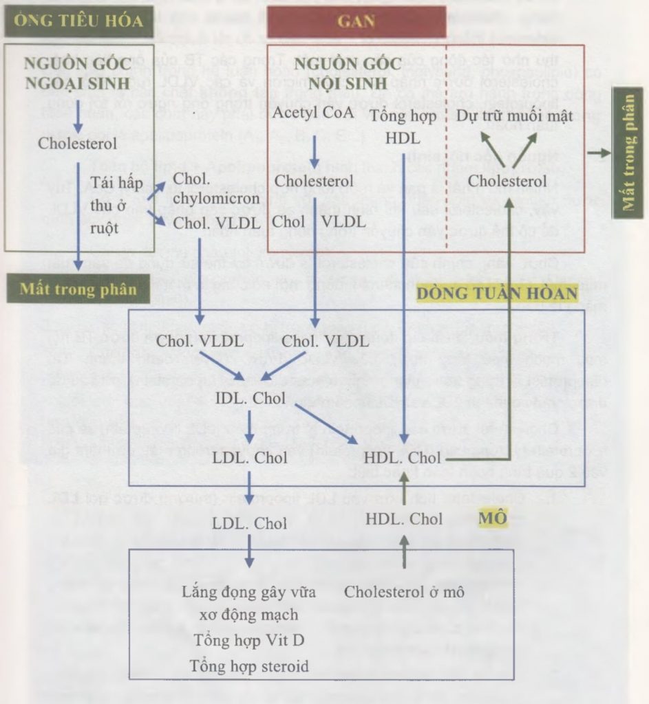 Sơ đồ đơn giản mô tả quá trình chuyển hoá của Cholesterol