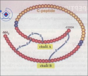 Pro-insulin và C-peptid