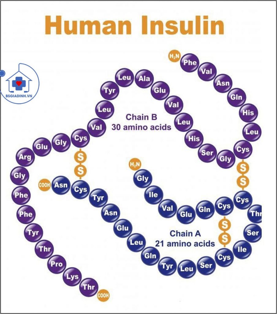 cấu trúc insulin