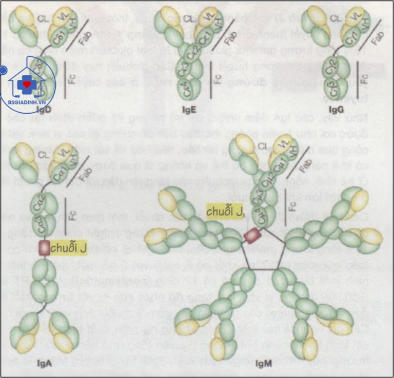 GAMMA GLOBULIN (globulin miễn dịch) là gì? Ứng dụng của xét nghiệm GAMMA GLOBULIN Bác sĩ gia