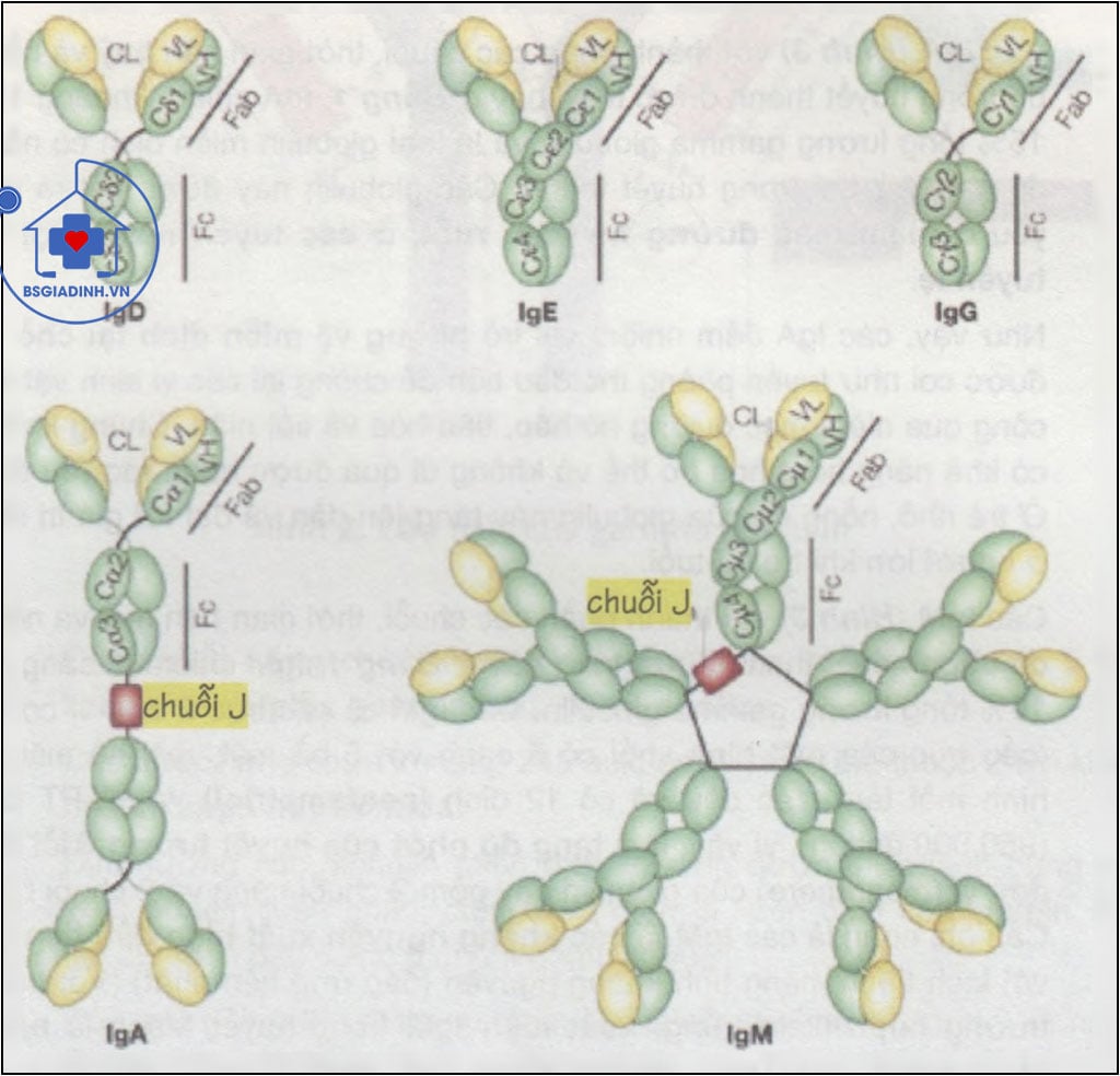 GAMMA GLOBULIN (globulin miễn dịch) là gì? Ứng dụng của xét nghiệm