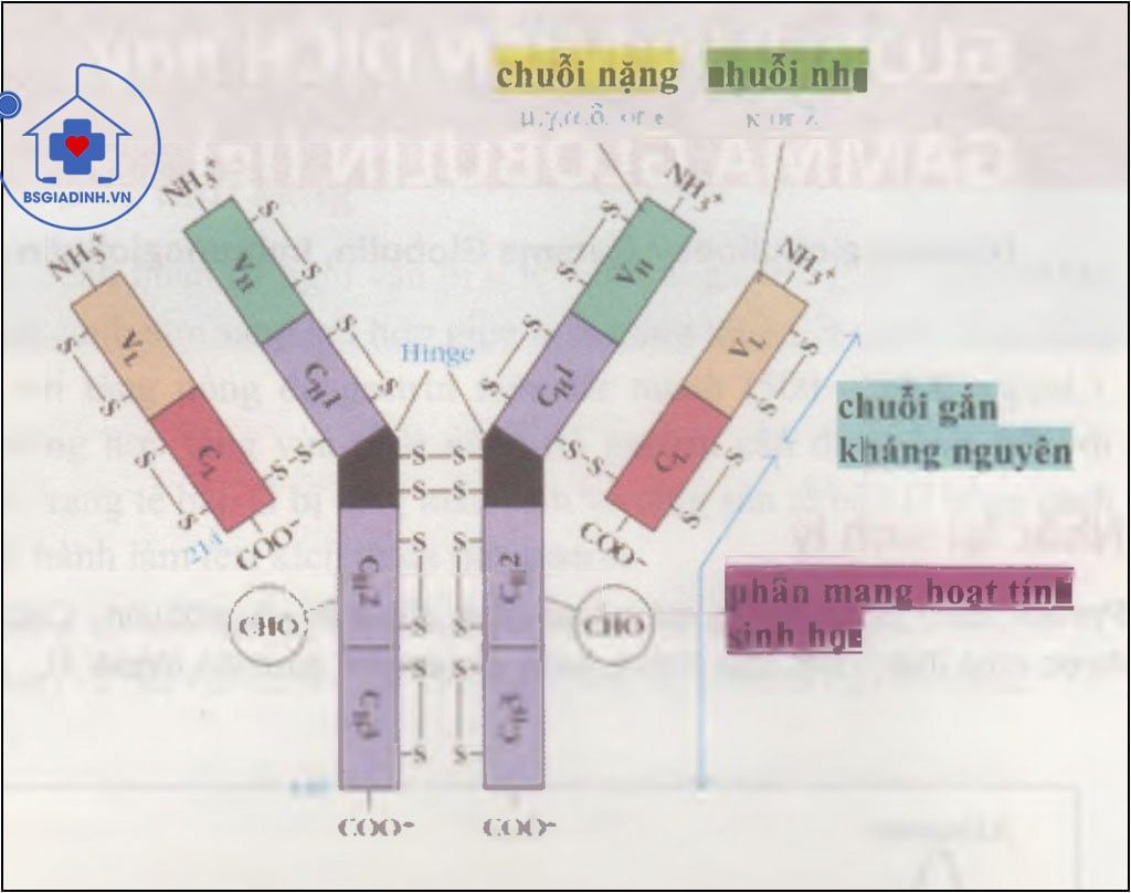 Cấu trúc của gamma globulin