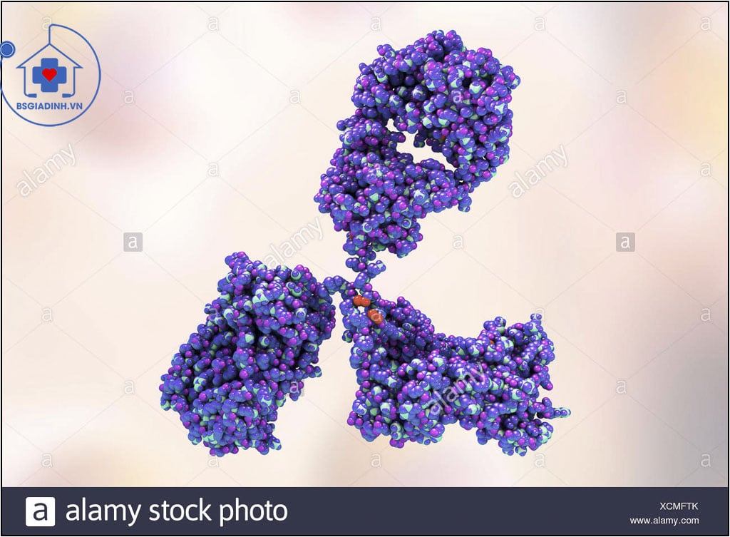 GAMMA GLOBULIN (globulin Miễn Dịch) Là Gì? Ứng Dụng Của Xét