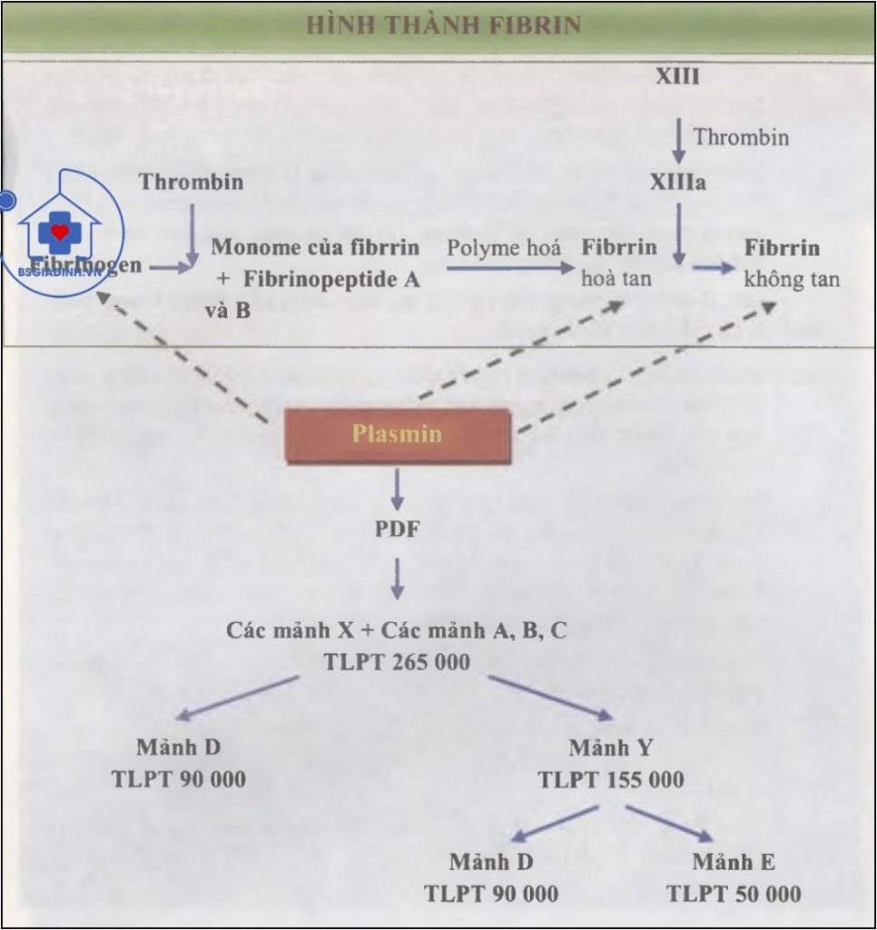 quá trình hình thành và tiêu fibrin