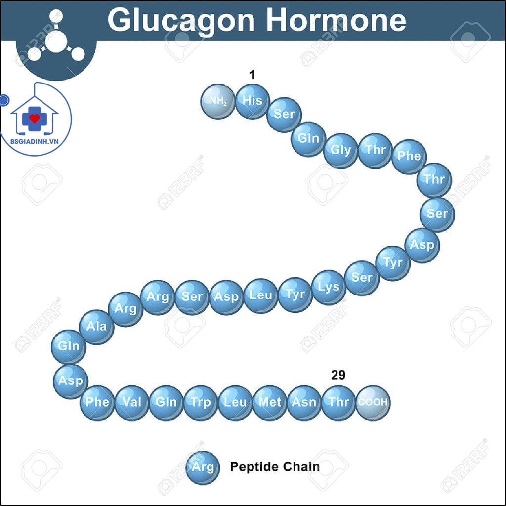 cấu trúc Glucagon