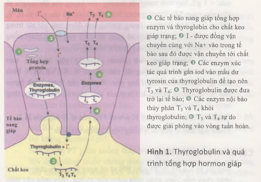 thyreoglobulin magas mit jelent)