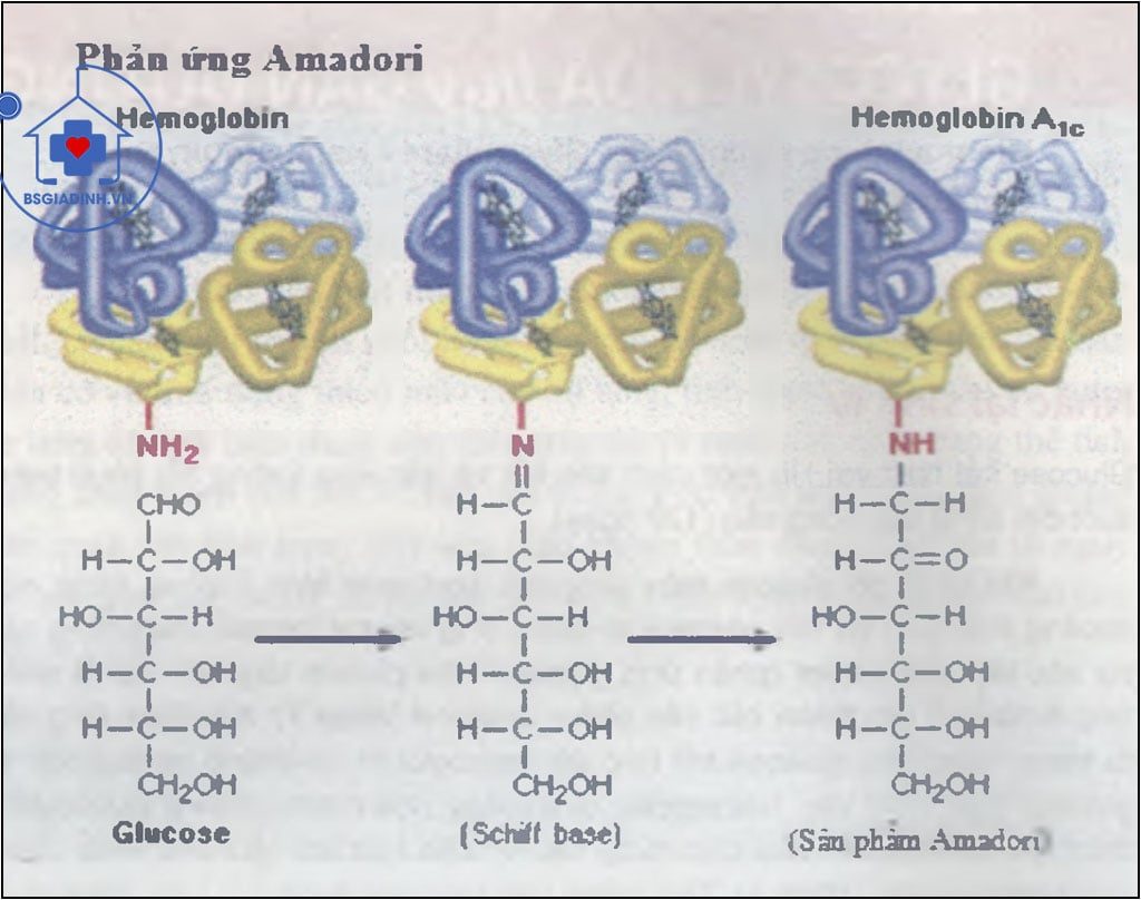 Phản ứng glycosyl hóa protein (Hemoglobin) 