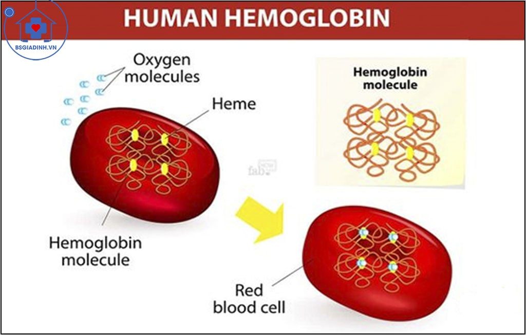  xét nghiệm Hemoglobin (Hb) 