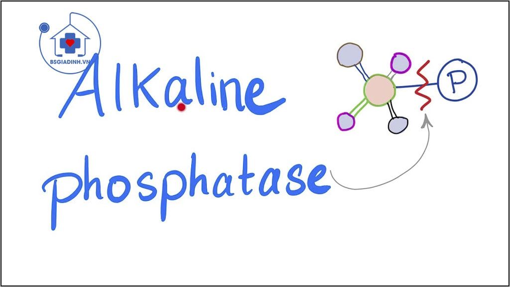 xét nghiệm ALP