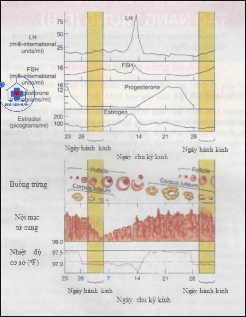 Các biến đổi hormon, buồng trứng và tử cung trong chu kỳ kinh
