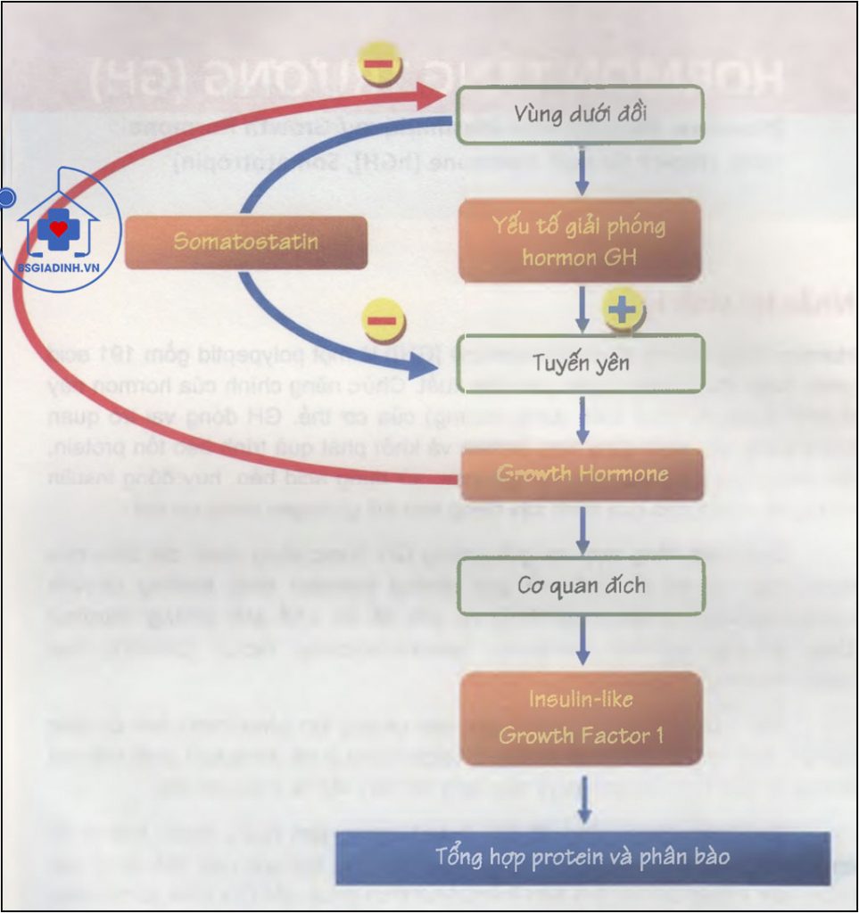 Điều hòa tiết GH