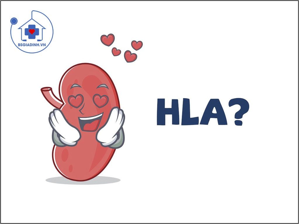 Xét nghiệm HLA là gì? Khi nào cần làm xét nghiệm HLA
