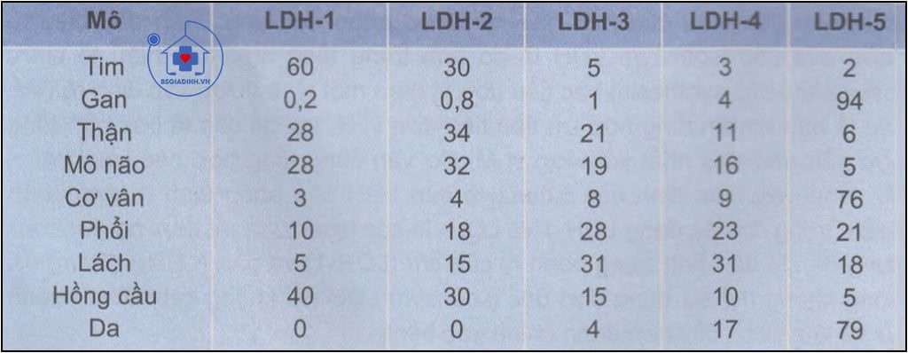 Phân bố hoạt độ % của các isoenzym của LDH trong các mô 