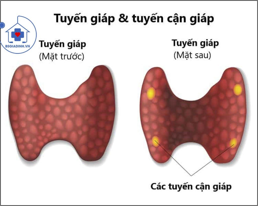 tuyến giáp và tuyến cận giáp 