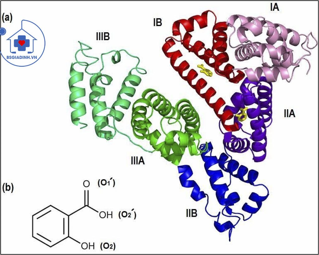 Dấu hiệu albumin niệu