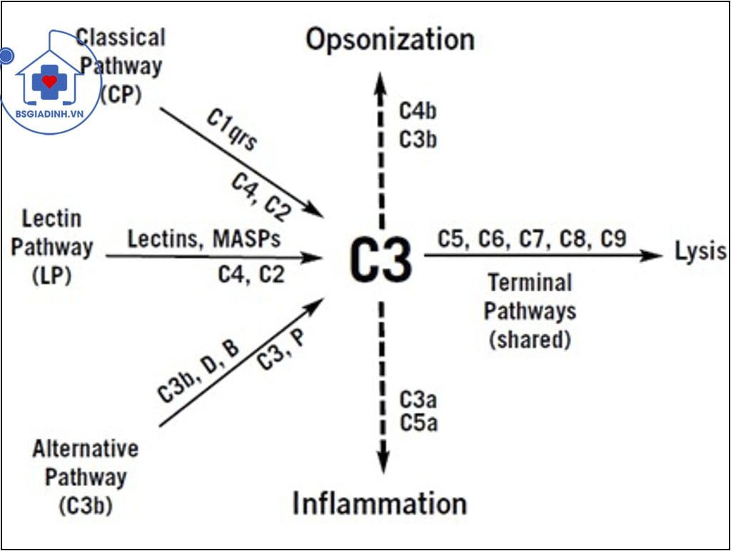 xét nghiệm bổ thể