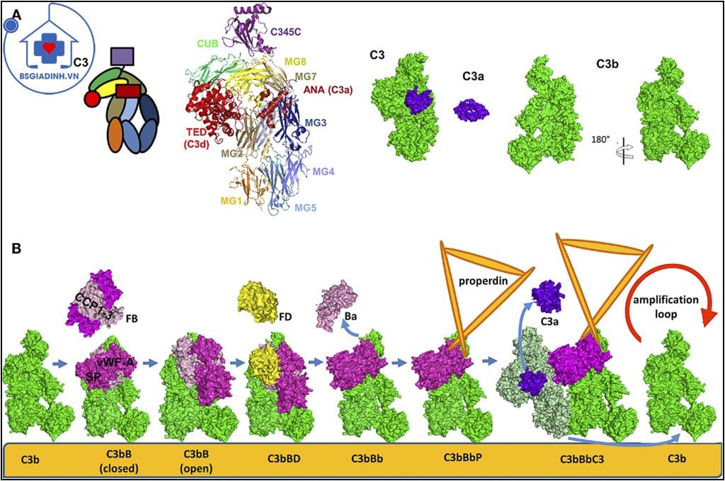 xét nghiệm bổ thể