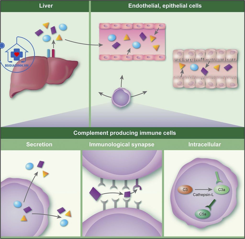 xét nghiệm bổ thể