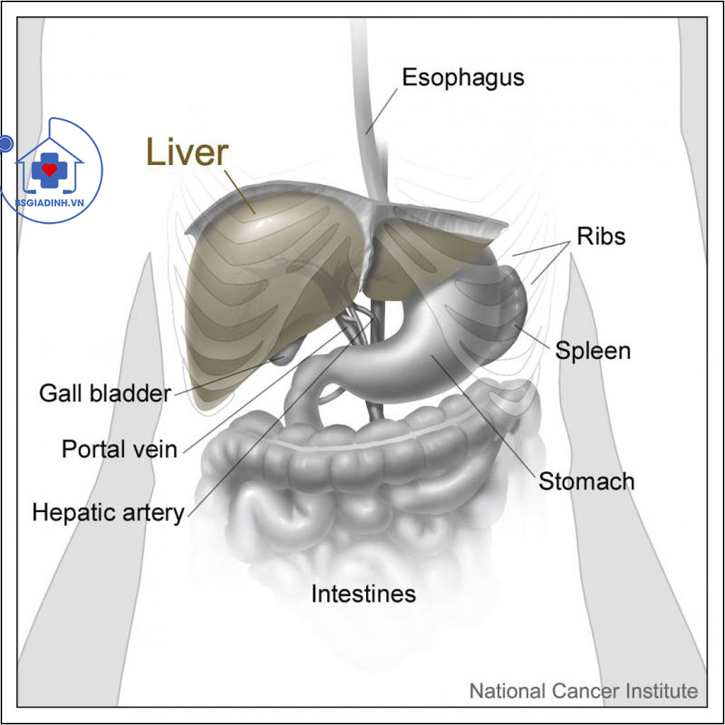 xét nghiệm ggt trong bệnh gan