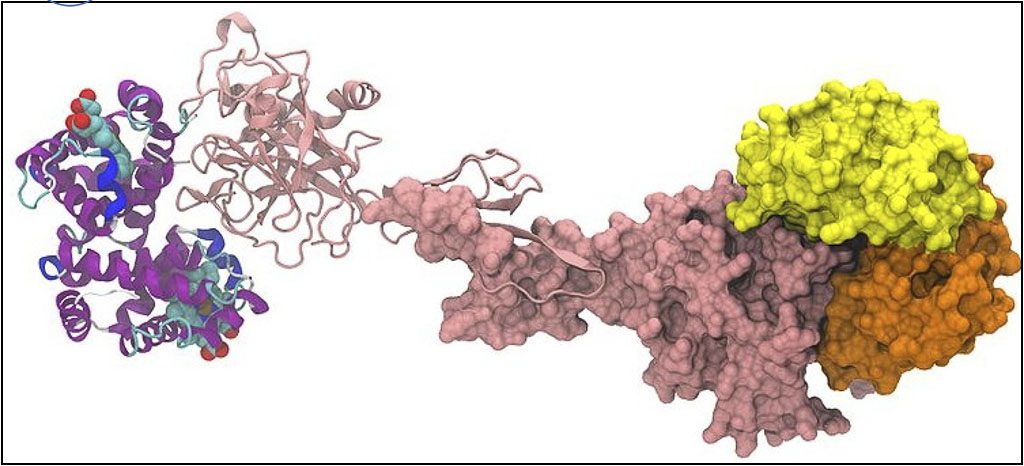 cấu trúc haptoglobin