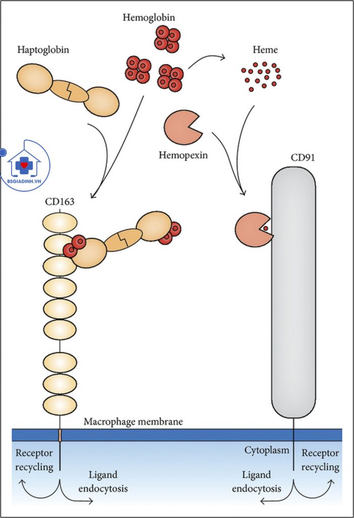 xét nghiệm haptoglobin