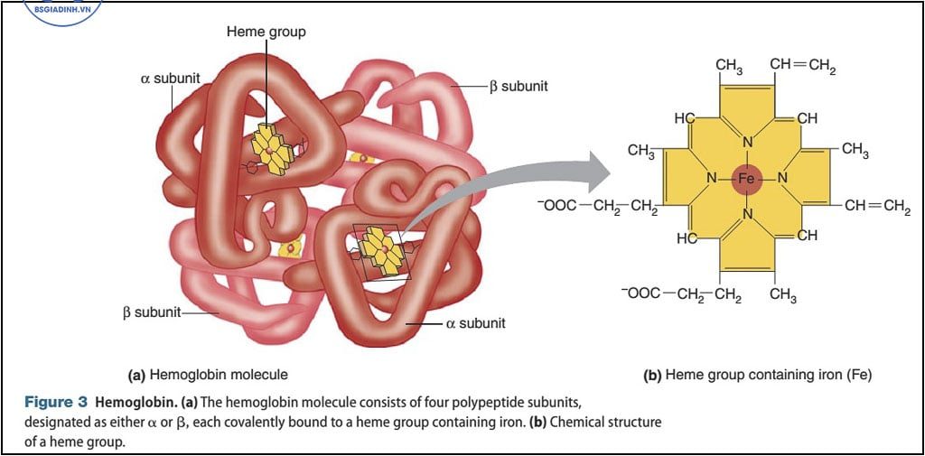  xét nghiệm Hemoglobin (Hb)  