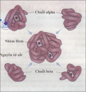 xét nghiệm Hemoglobin (Hb)