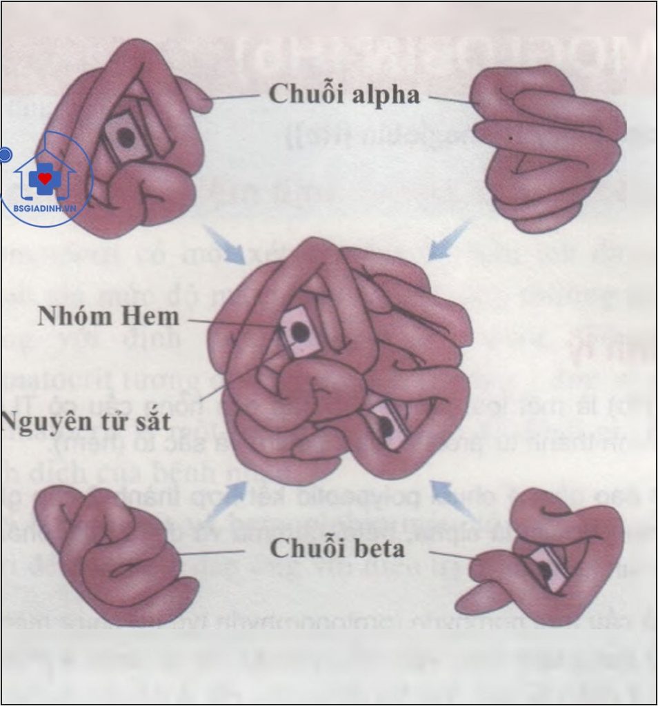 Các nguyên nhân tăng giảm hemoglobin (hb)