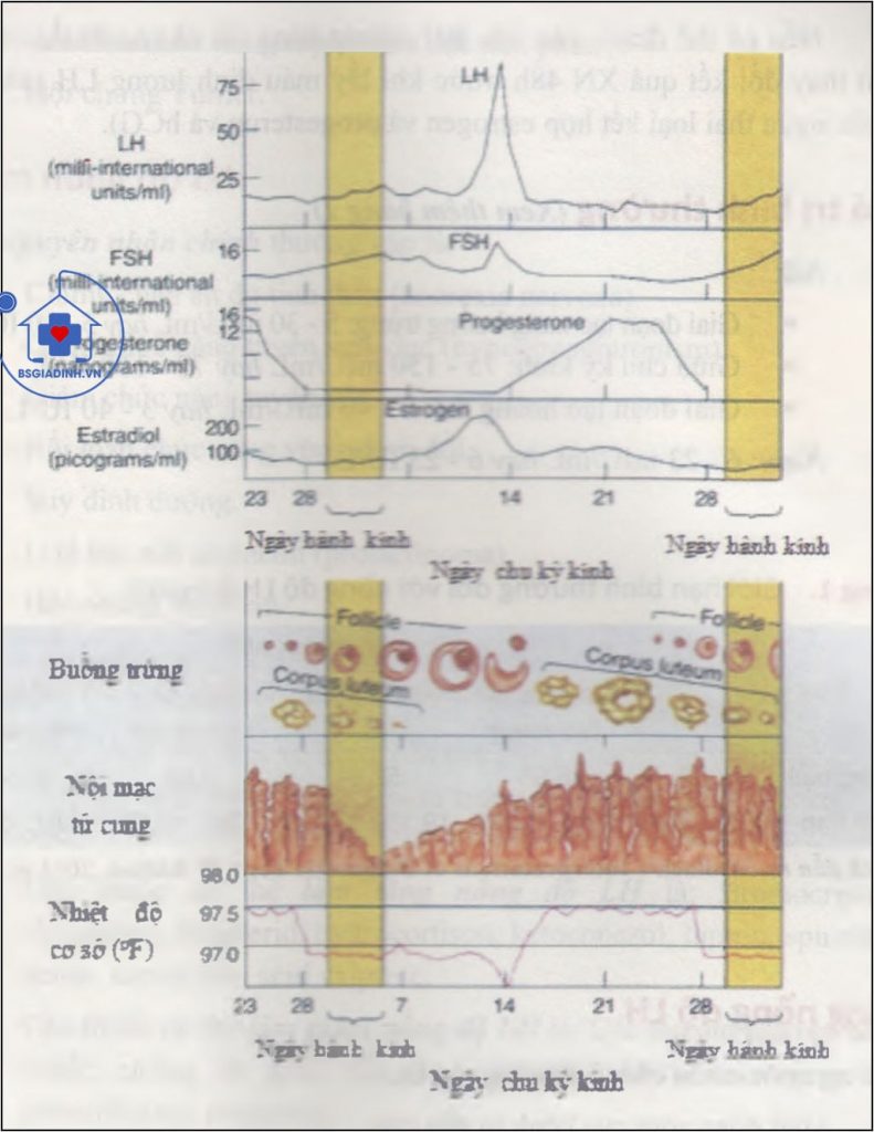 Các biến đổi hormon, buồng trứng và tử cung trong chu kỳ kinh 