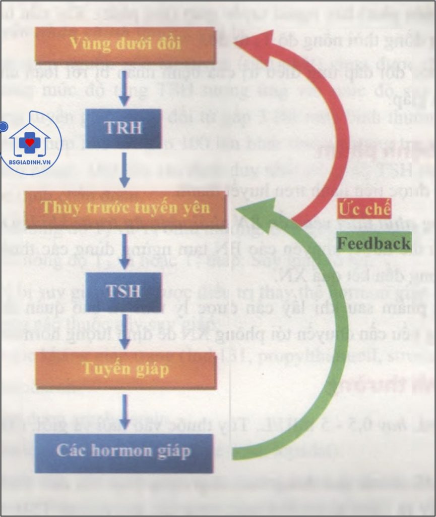 Cơ chế điều hòa ngược sản xuất Hormon giáp 