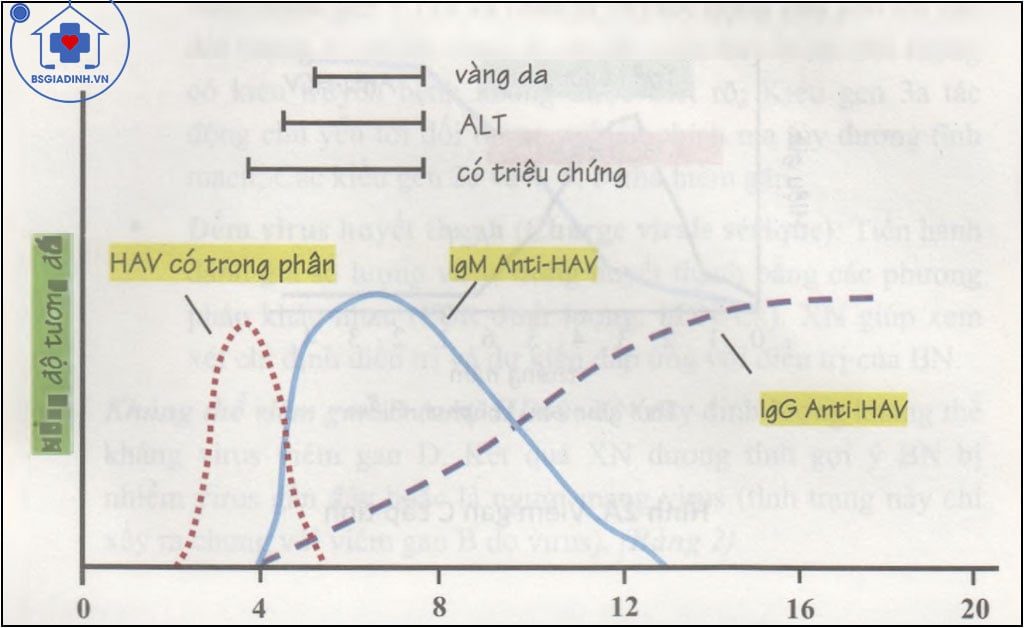 Viêm gan do virus viêm gan A 