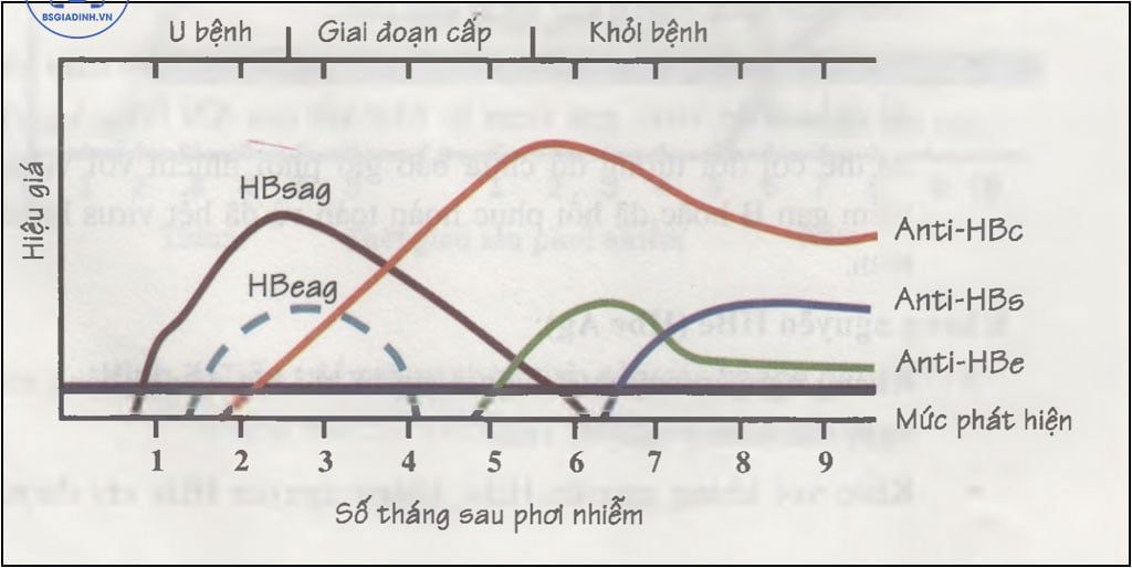 Diễn biến theo thời gian của các kháng nguyên và kháng thể viêm gan B 