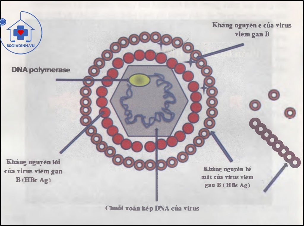 Cấu trúc của virus viêm gan B