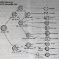 Nguồn gốc của các tế bào miễn dịch