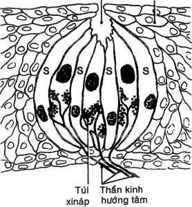 GIÁC QUAN HÓA HỌC