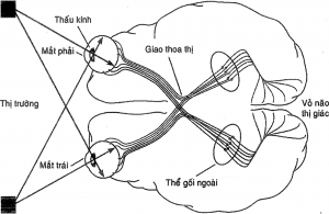 ĐẶC ĐIỂM SINH LÝ CỦA MẮT