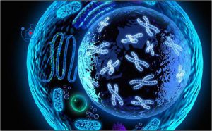 SỰ VẬN CHUYỂN VẬT CHẤT QUA MÀNG TẾ BÀO