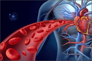 CHỨC NĂNG BƠM MÁU CỦA TIM