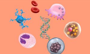 TẾ BÀO CỦA CƠ THỂ CON NGƯỜI