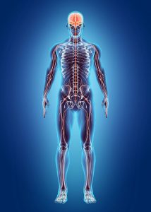 Đặc điểm hoạt động thần kinh cấp cao ở người – Các loại thần kinh